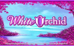 Ulasan mesin slot White Orchid, pembayaran, dan bonus untuk dimainkan secara online