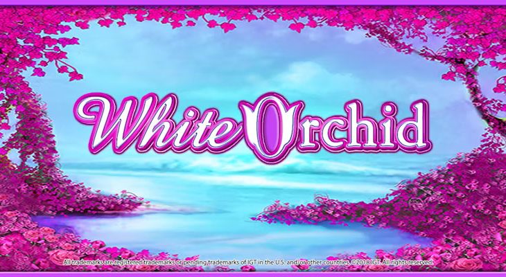 Ulasan mesin slot White Orchid, pembayaran, dan bonus untuk dimainkan secara online